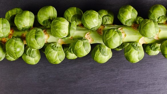 Brussels sprouts growing on their stalk.
