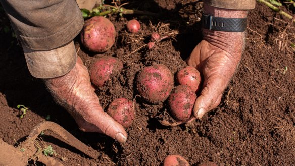 Otway Red potatoes harvested for the Spud Sisters.