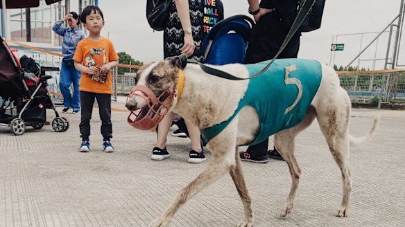 A long way from home: An Australian greyhound is led to the track in Shanghai zoo.