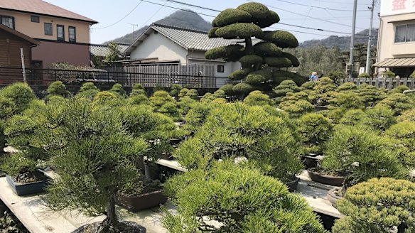 Japan cruise: At Kinashi Bonsai Village in Takamatsu, Kagawa, small wonders  abound
