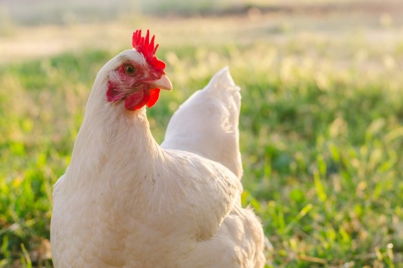 The Australian chicken industry no longer uses artificial hormones.