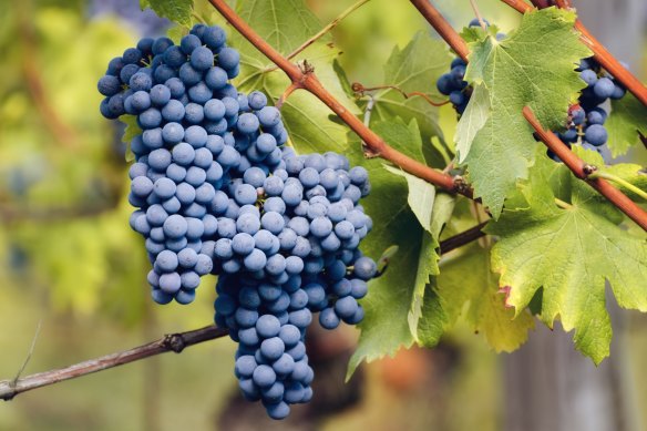 Piedmont's famous red grape, nebbiolo. 