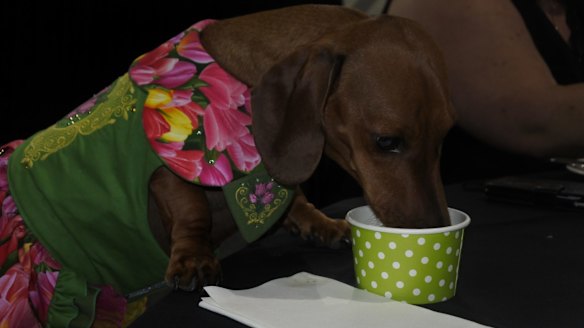 Maluka enjoys a pupaccino in her floral costume.