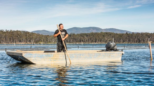 Shane Buckley collects certified organic native Sydney rock oysters from Wapengo Lake.