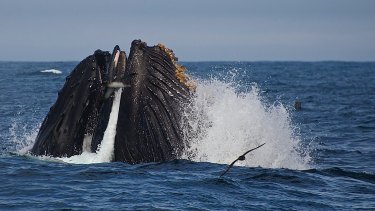 The Abrolhos Islands are important migratory habitat for humpback whales