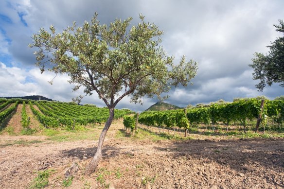 An olive tree and vineyard on a gentle slope in the Etna region, Sicily.
