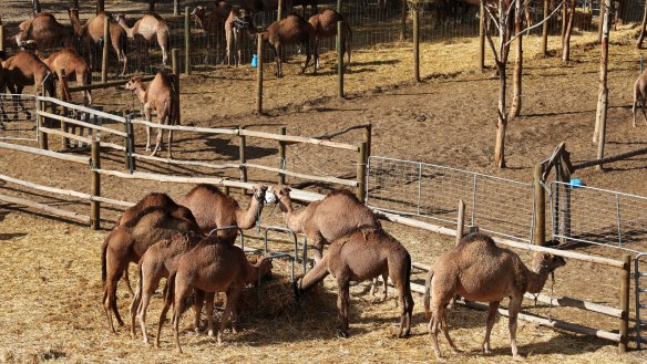 Camels graze at the Good Earth Dairy camel dairy farm.