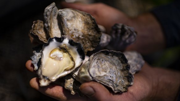 Heavy rain has battered the eastern seaboard, preventing the harvest of many Sydney rock oysters. 