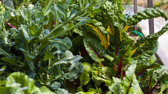 Broccoli and rainbow chard.