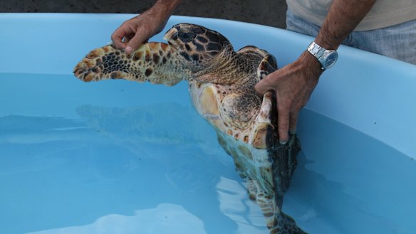 Ophelie, a hawksbill turtle, was found with fishing net wrapped around her left flipper, which was amputated.