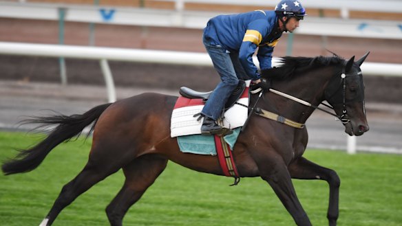 Dwayne Dunn riding Araldo during a trackwork session on the course proper at Flemington Racecourse on October 28.