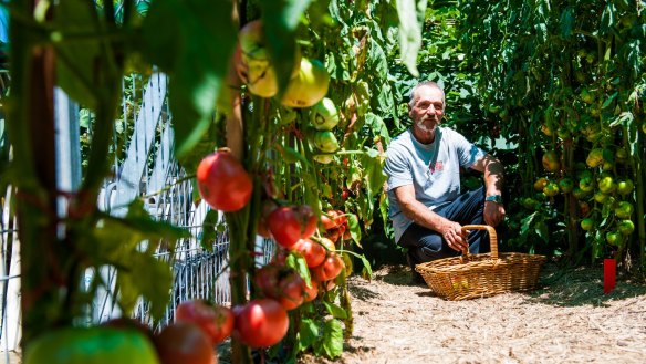 Michael Radovanovic grows 31 varieties of tomato plants