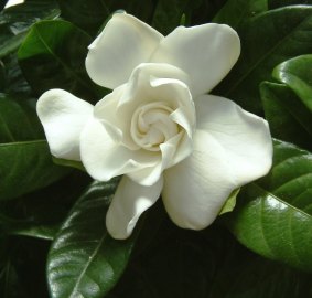 Among the species found by Robert Fortune during his short visit to the garden city of Suzhou in May 1844 were a double form of Gardenia jasminoides.