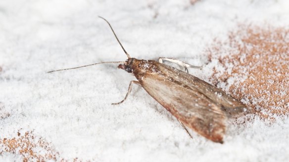 The Ephestia kuehniella, aka the Mediterranean flour moth, is a common pantry pest in Australia.