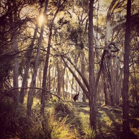 "Winter Afternoon Walks" – Canberra Times winter photo competition 2016. 




