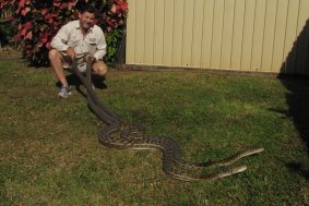 Scrub pythons found in the roof of a Cairns home.