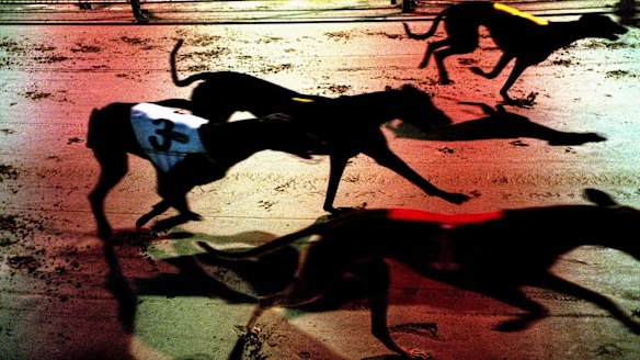 A general view of a greyhound race. 