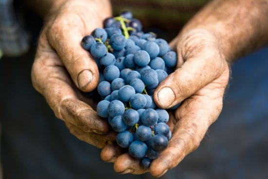 Wines with organic certification must be made from grapes grown without added chemicals.