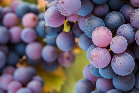 Victoria has become the home of pinot noir in Australia.