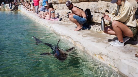 Not kids play: a juvenile great white shark at Fairy Bower pool, near Manly.