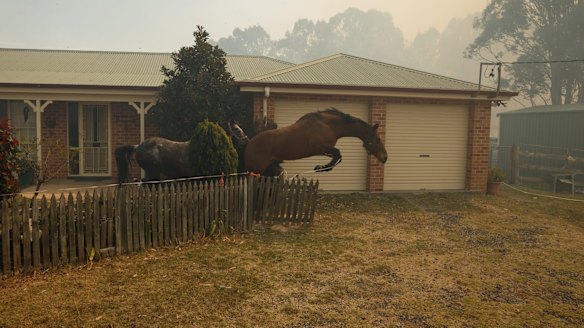 Horses break through a fence after a helicopter landed in the paddock nearby on Richmond Vale Road.