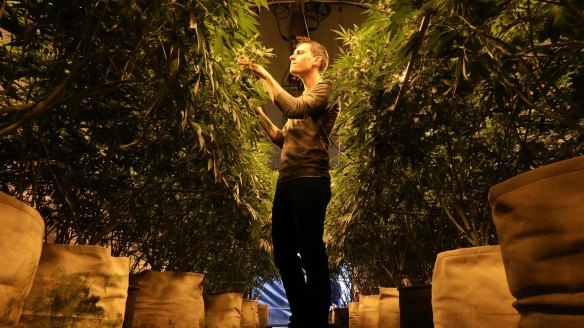 Josh Malgieri, vice president at Sonoma Cannabis Company, checking the growth of pot plants in Santa Rosa, California. 