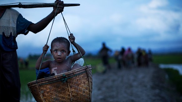 An ethnic Rohingya child from Myanmar is carried in a basket past rice fields after crossing over to Bangladesh.