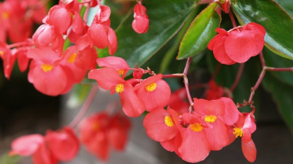 Begonia flowers, leaves and stems are all edible.
