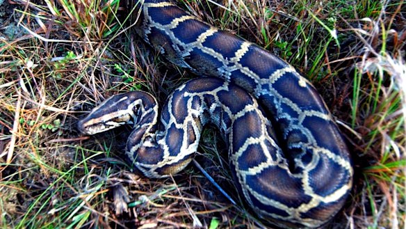 British police hunt thieves who stole 38 pythons