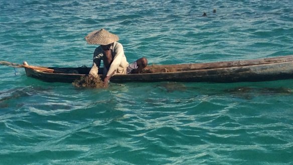 Nikodemus Manefa collects seaweed off the east coast of Rote island last month.