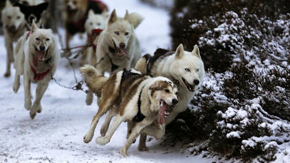 Dogs charging along the snowy trails. 