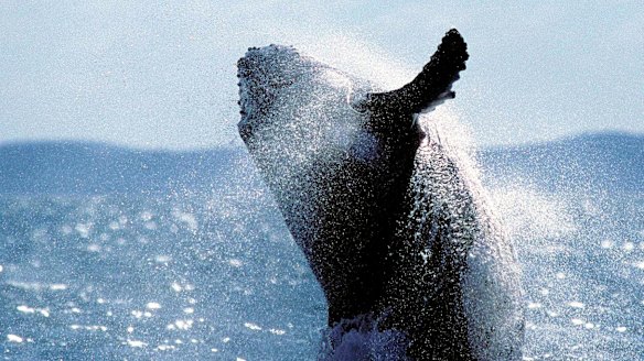 Humpback whale off the coast of Fraser Island, Queensland. There's a lot to explore on the world's largest sand island.