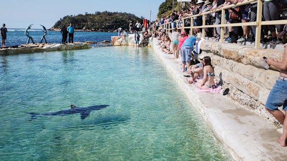 Fluffy, rescued from Manly Beach swims in a local pool.