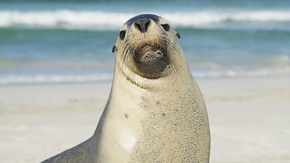 Kangaroo Island, South Australia. Roos aren't the only things running wild on Kangaroo Island: koalas, sea lions and fur seals are all there for the spotting.