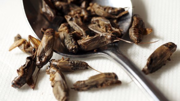 Ground-up crickets have little taste and contains far more protein than wheat flour. 