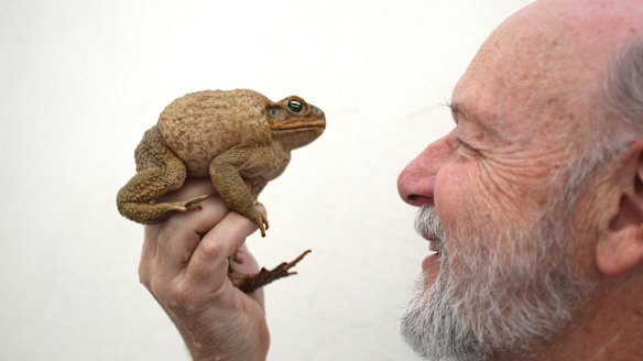 Poisonous cane toads: Researchers discover the most humane way to kill ...