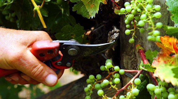 Wine and shine: Scorching summer wilts Australia's grape crop