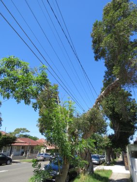 Ausgrid is being accused of ''excessive tree pruning'' by council and residents.