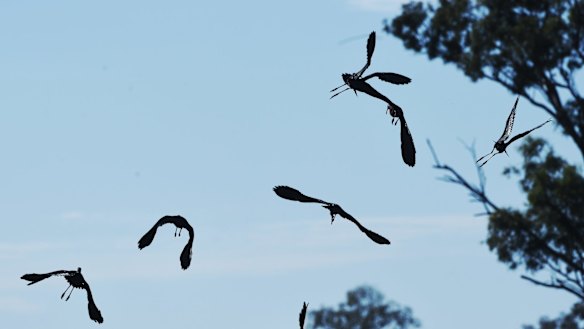 Winging it: The Macquarie Marshes had a flood this year - just not a very big one.