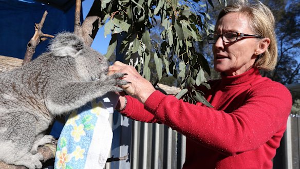 Alaine Anderson from Croppa Creek has been fighting to save koala habitat destruction by neighbouring farmers.