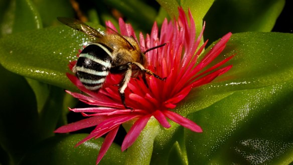 Said the plant to the bee: "I can feel you all over me."