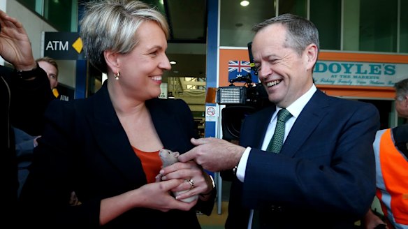 Tanya Plibersek with Labor leader Bill Shorten - and the rat left at their feet while campaigning.