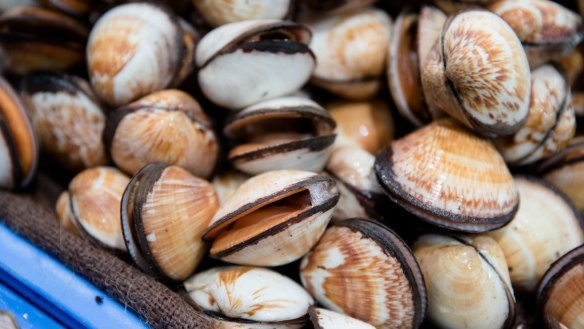 Flame clams that sit open like this are a safe bet. 