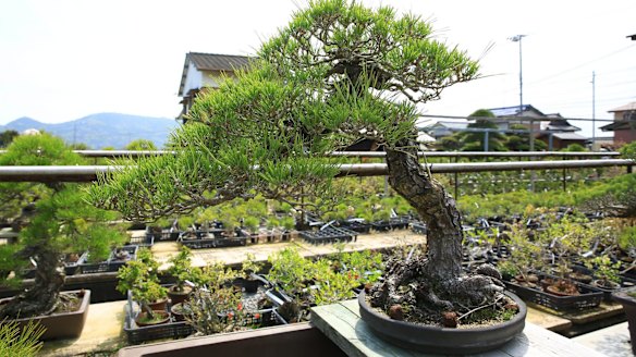 Shikoku Island, Japan: Where to find Japan's 50 million yen bonsai trees