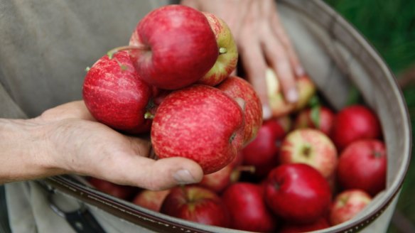 The crunchy texture of ripe apples tell our brains their ready to chomp into. 
