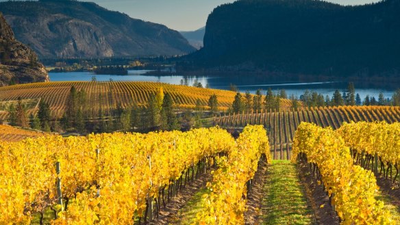 Blue Mountain Vineyard in the Okanagan Valley.