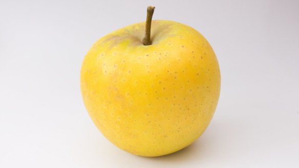 Yello apple. Copyright Richard Cornish 2018. All Rights Reserved. Single Use Only. Credit Richard Cornish.