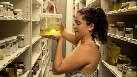 Claire Rowe, a marine biologist at the Australian Museum, is researching the spread of upside-down jellyfish in NSW waters. 