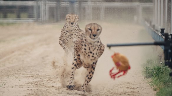 The Shanghai Wild Animal Park promotes a "one-hundred-metre race show between African Cheetah and Australian greyhound".