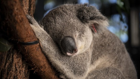 Evans Head CW is a 3yo male koala who is the first male to be part of the new breeding program at the Port Macquarie Koala Hospital. Evans Head CW lost his left eye due to conjunctivitis. 